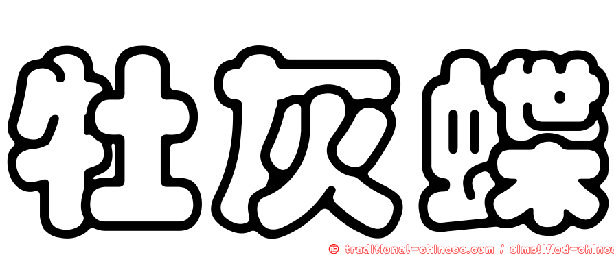 牡灰蝶