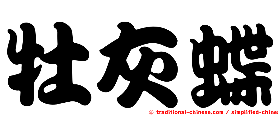 牡灰蝶