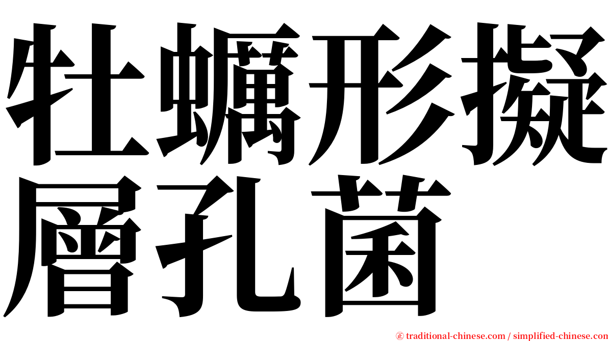 牡蠣形擬層孔菌 serif font