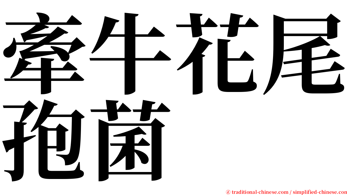 牽牛花尾孢菌 serif font
