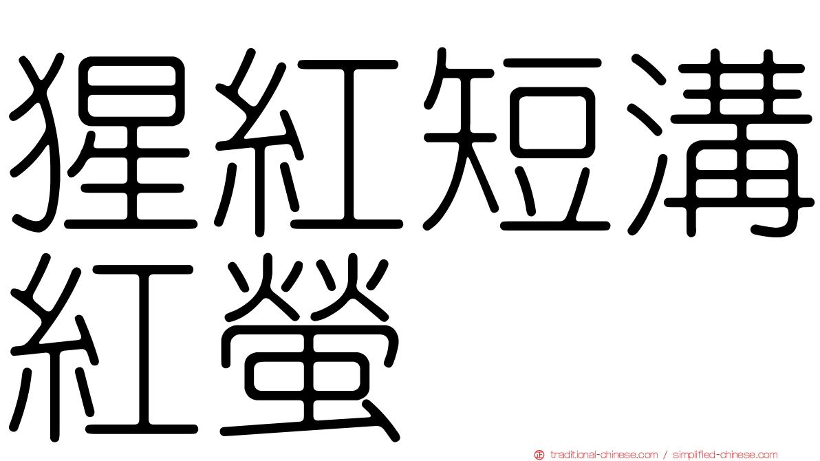 猩紅短溝紅螢