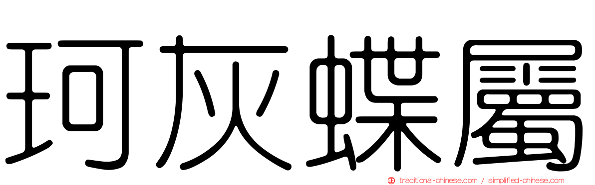 珂灰蝶屬