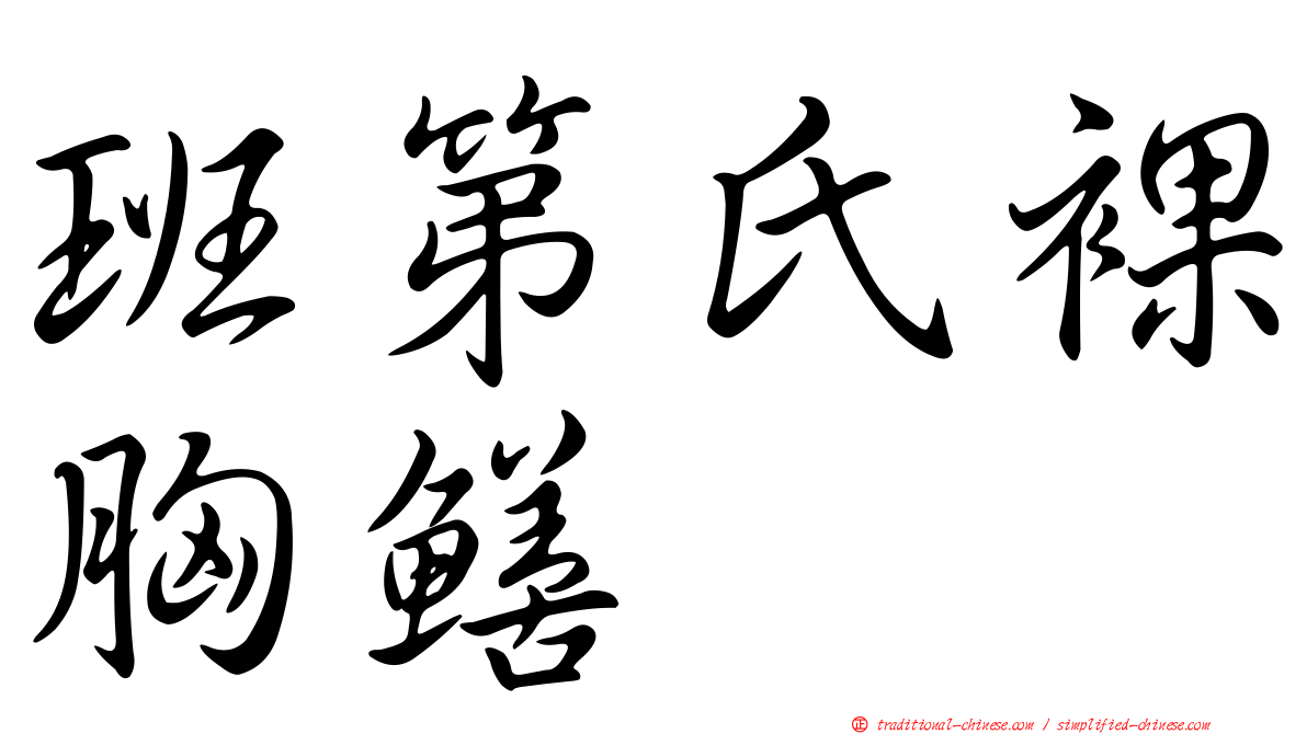 班第氏裸胸鱔
