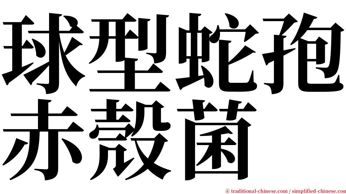 球型蛇孢赤殼菌 serif font