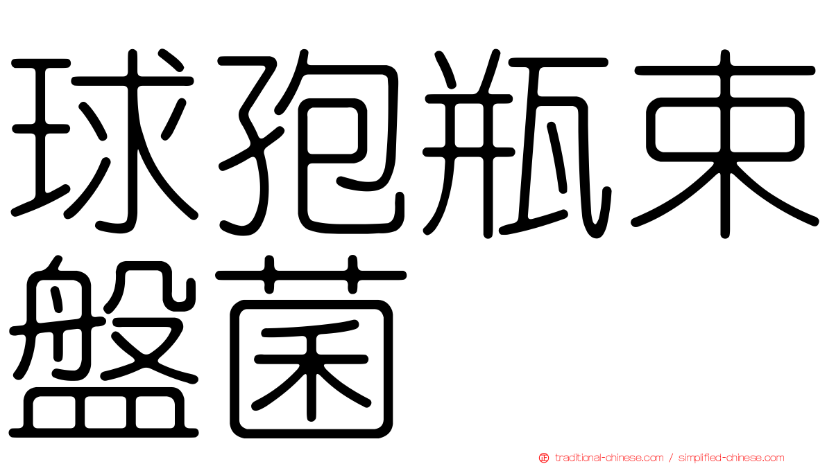 球孢瓶束盤菌
