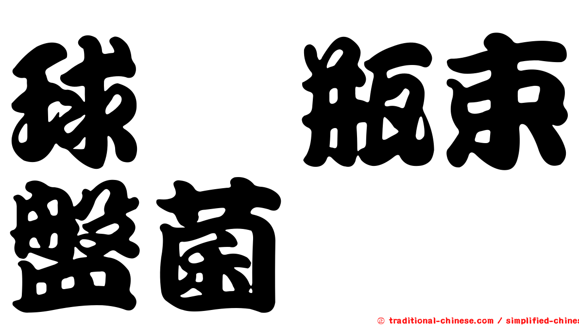 球孢瓶束盤菌