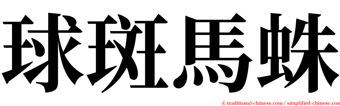 球斑馬蛛 serif font