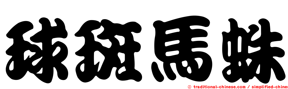 球斑馬蛛