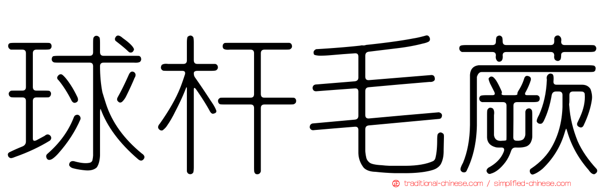 球杆毛蕨