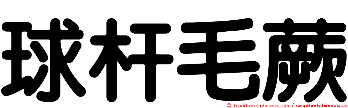 球杆毛蕨