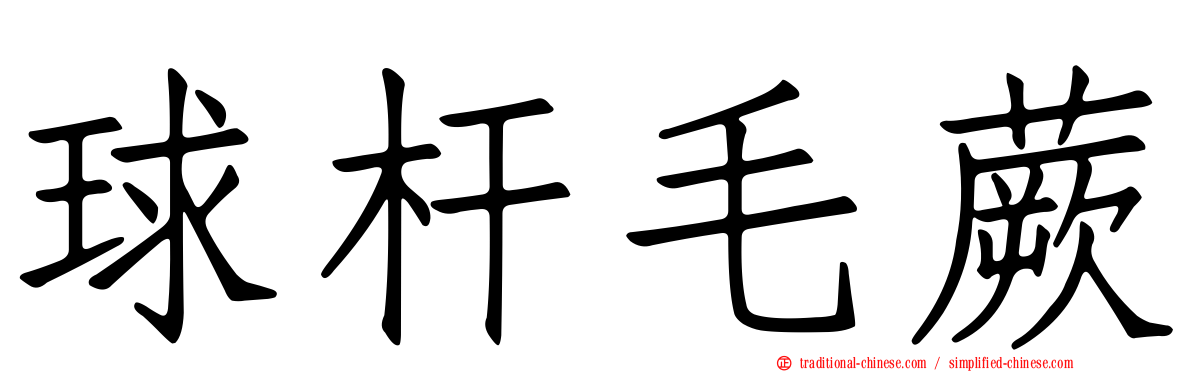 球杆毛蕨