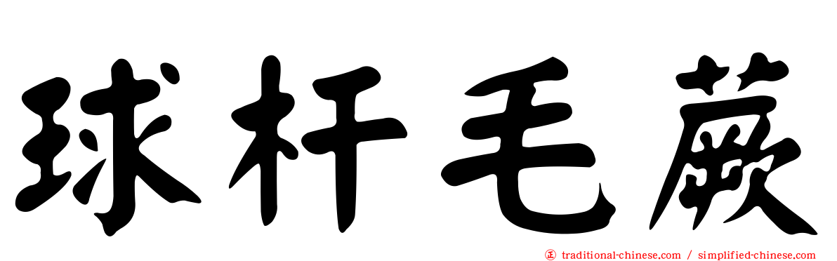 球杆毛蕨