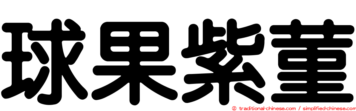 球果紫菫