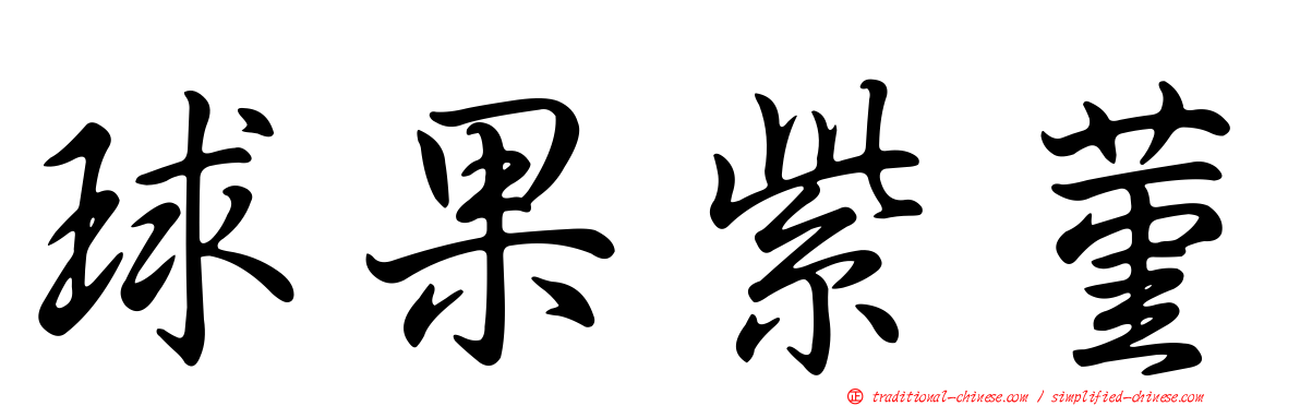球果紫菫