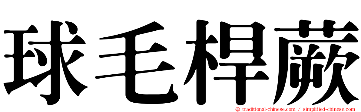 球毛桿蕨