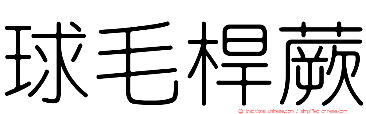 球毛桿蕨