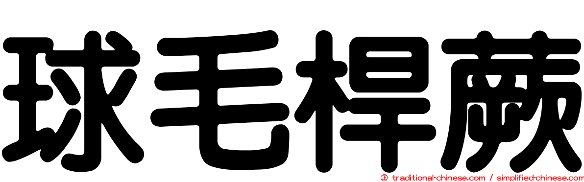 球毛桿蕨