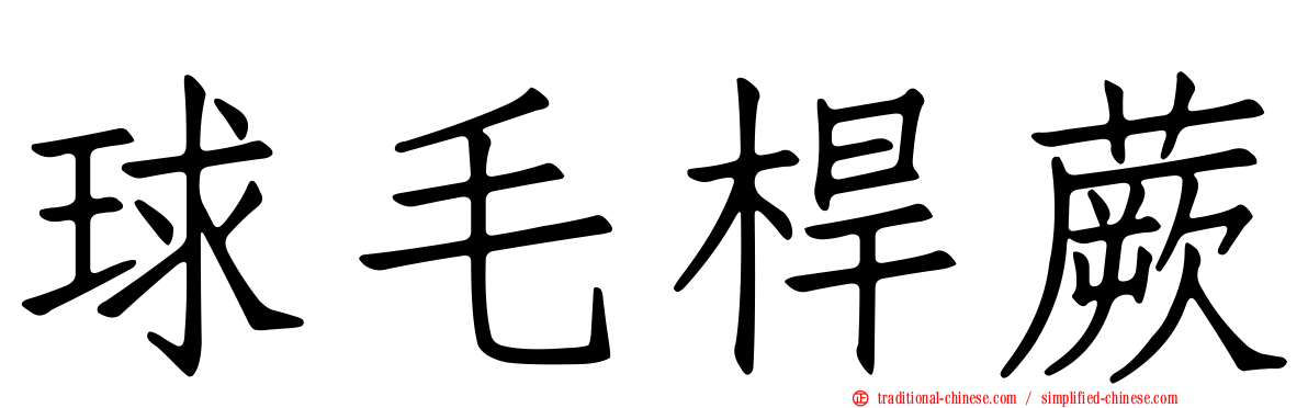 球毛桿蕨