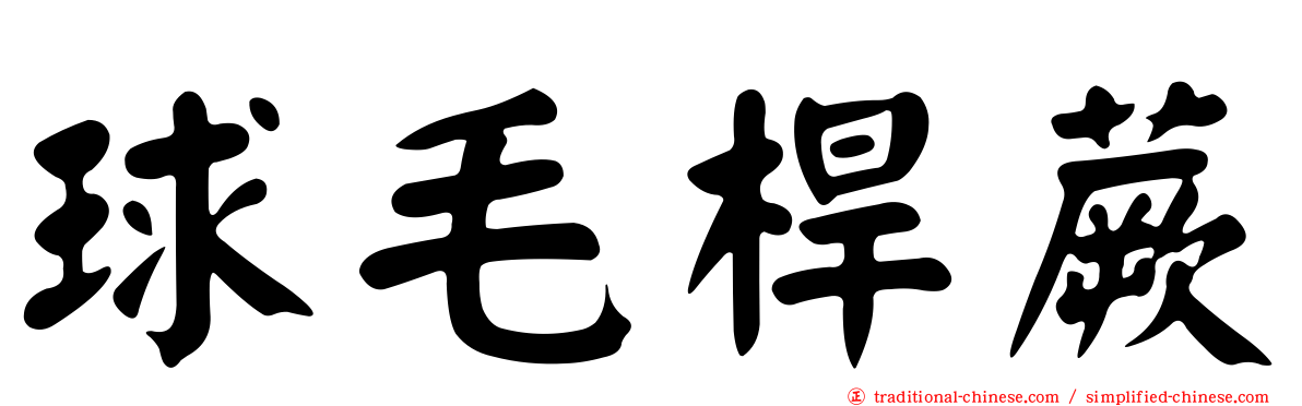 球毛桿蕨