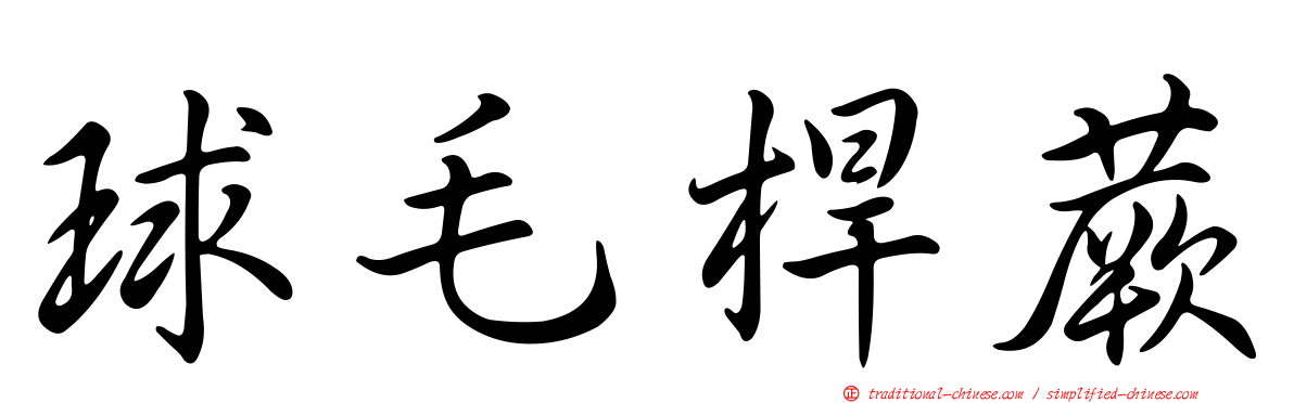 球毛桿蕨