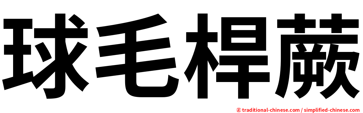 球毛桿蕨
