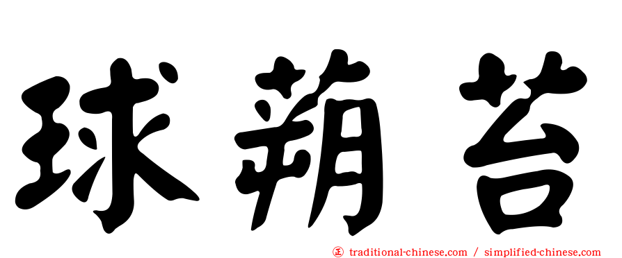 球蒴苔