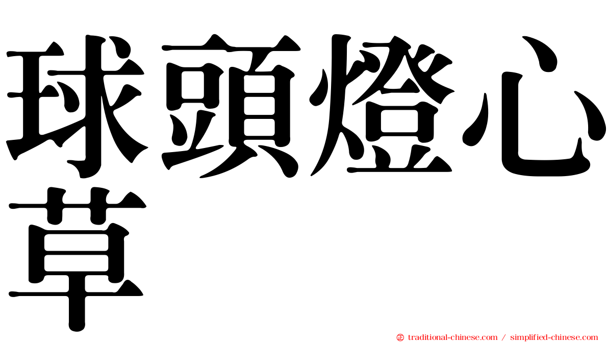 球頭燈心草
