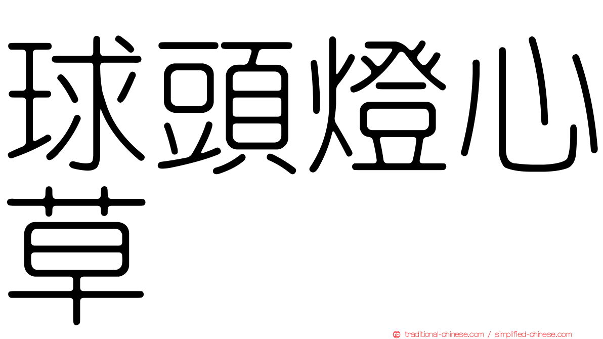 球頭燈心草
