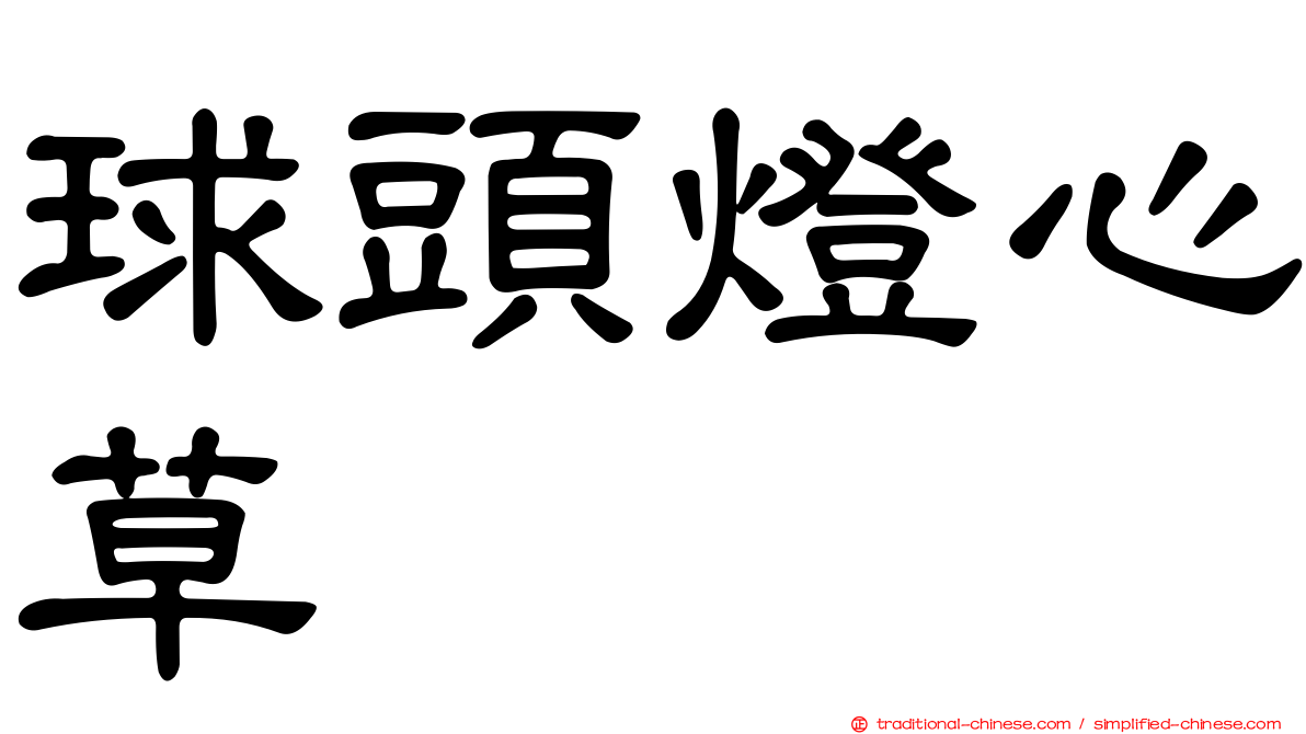 球頭燈心草