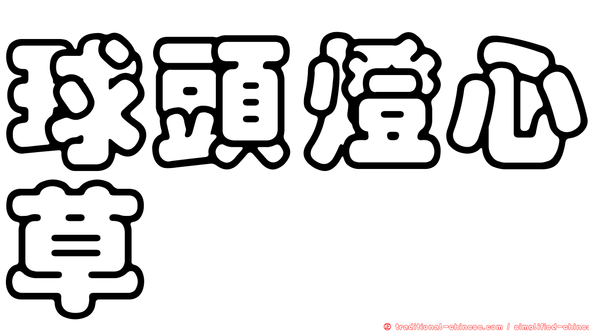 球頭燈心草