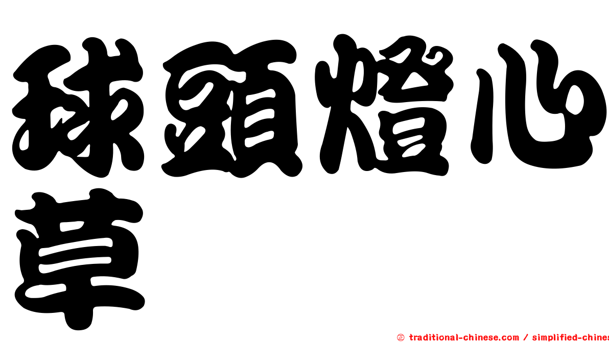 球頭燈心草