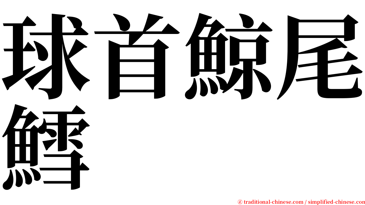 球首鯨尾鱈 serif font