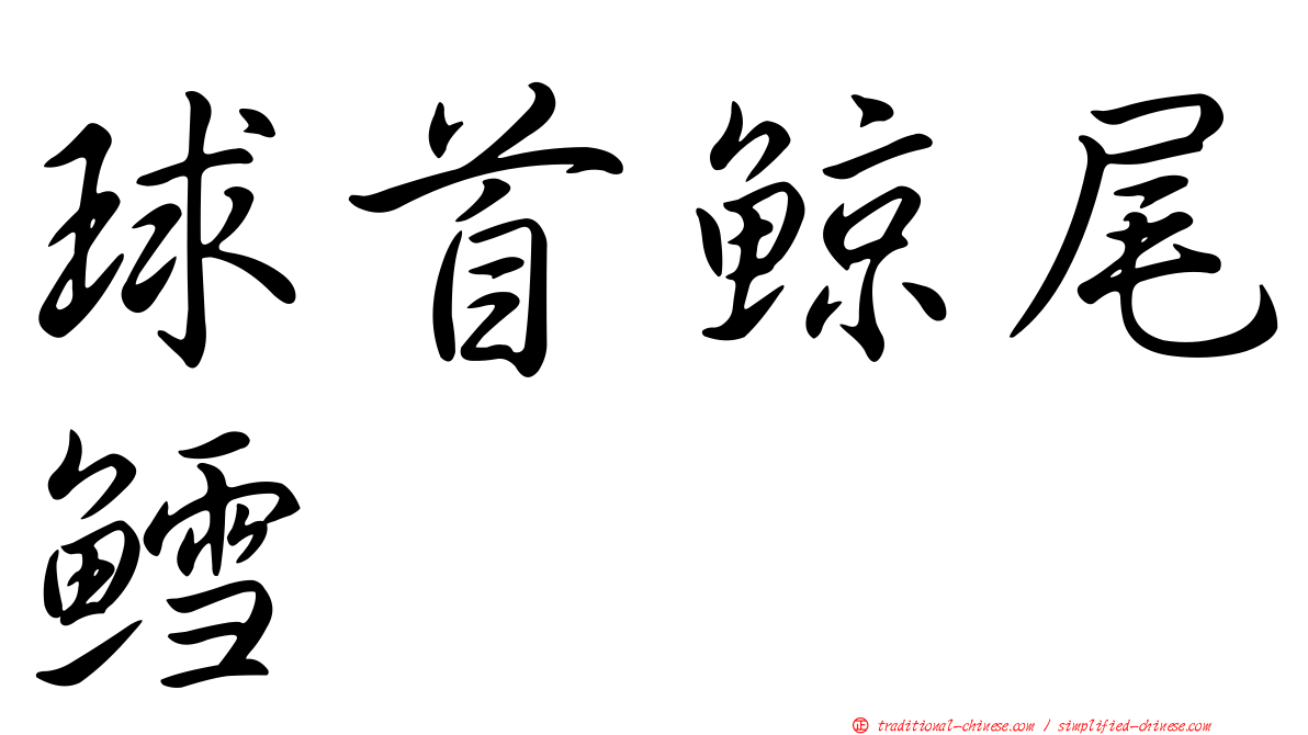 球首鯨尾鱈