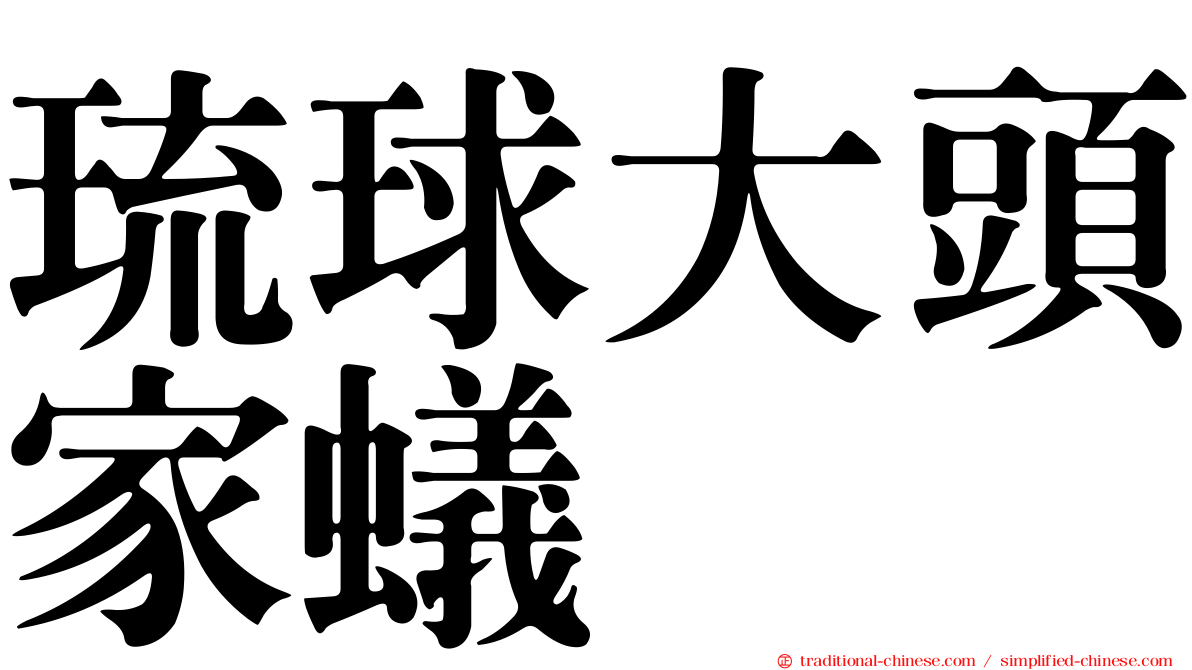 琉球大頭家蟻