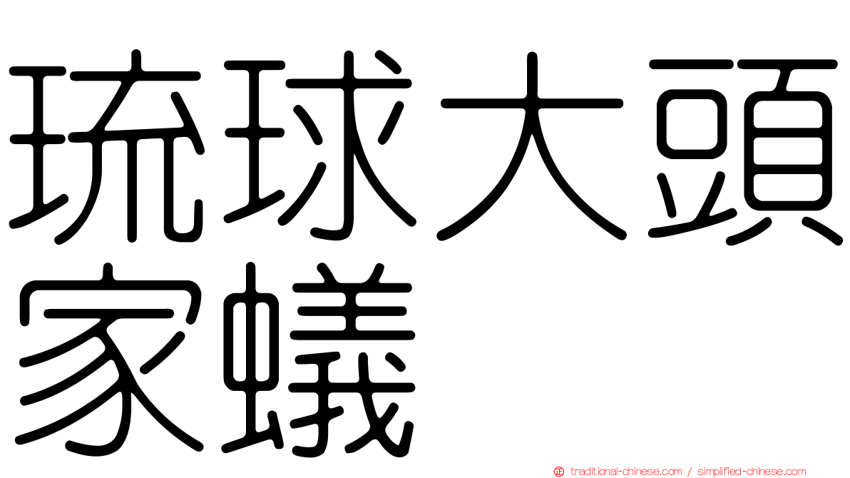 琉球大頭家蟻