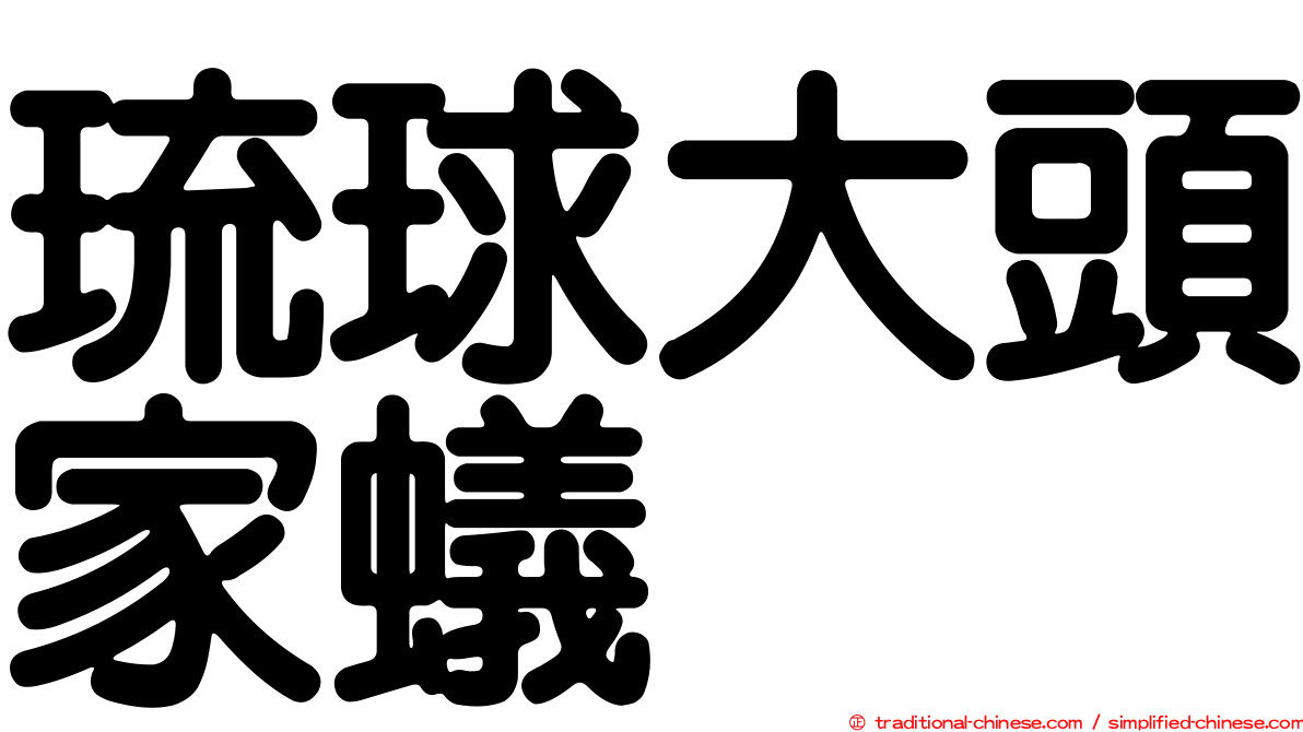 琉球大頭家蟻