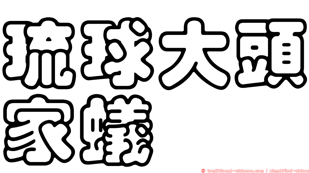 琉球大頭家蟻