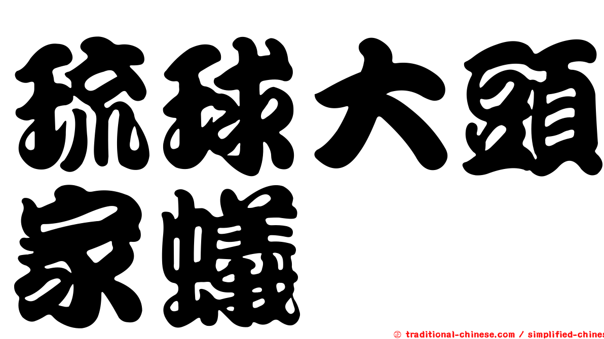 琉球大頭家蟻