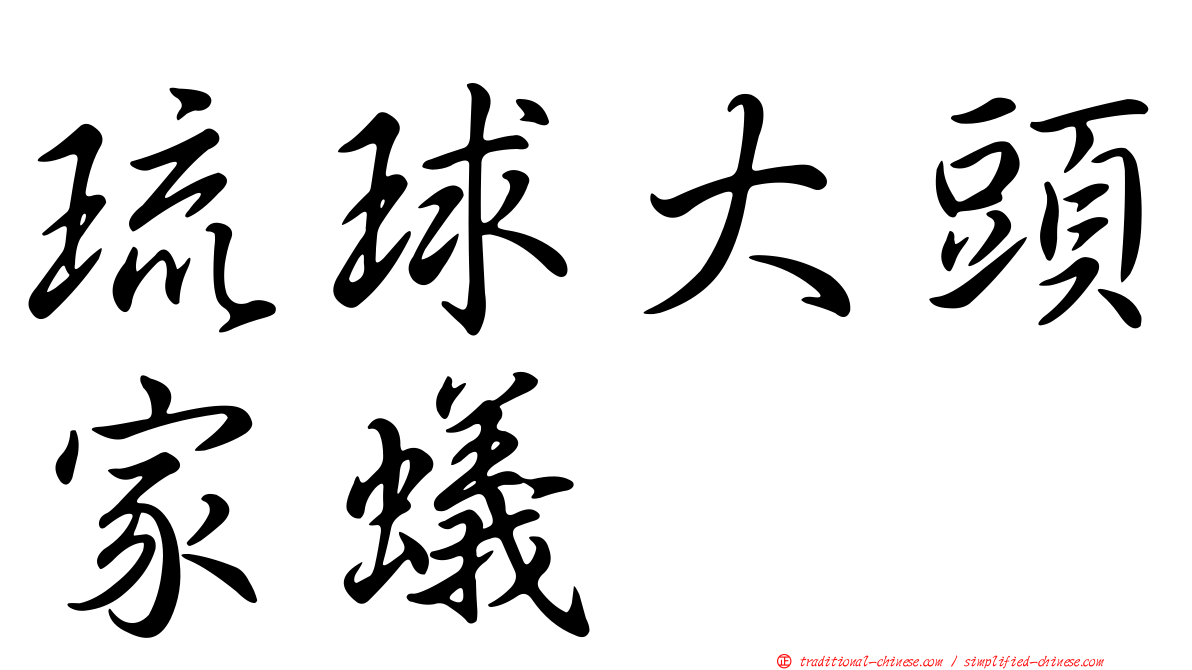 琉球大頭家蟻