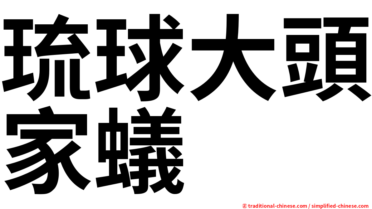 琉球大頭家蟻