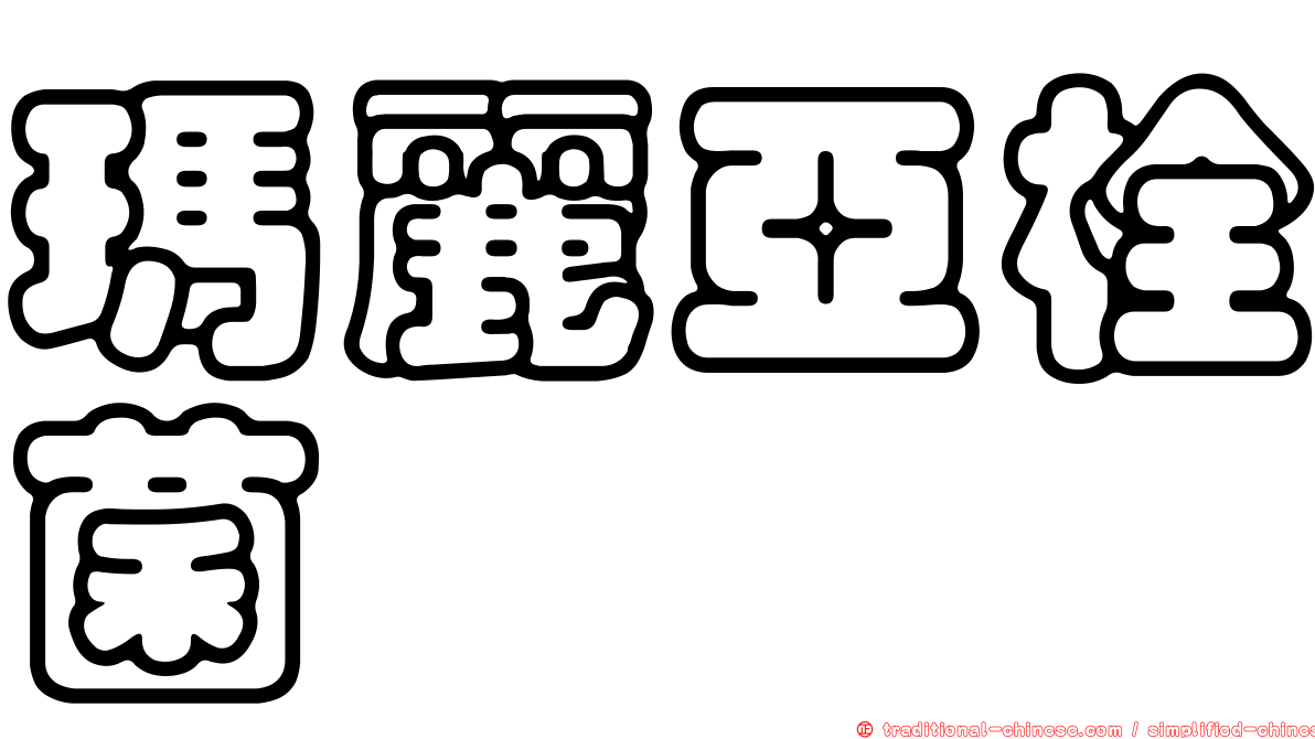 瑪麗亞栓菌