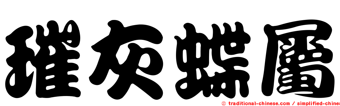 璀灰蝶屬