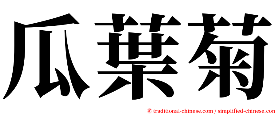 瓜葉菊 serif font