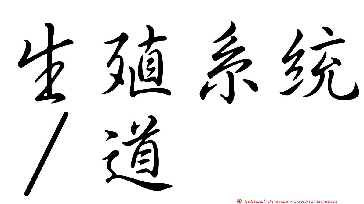 生殖系統∕道