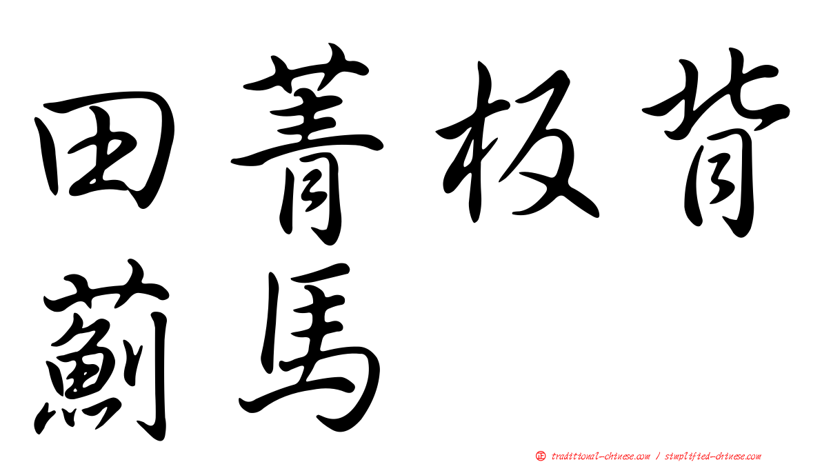 田菁板背薊馬