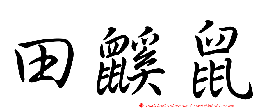 田鼷鼠