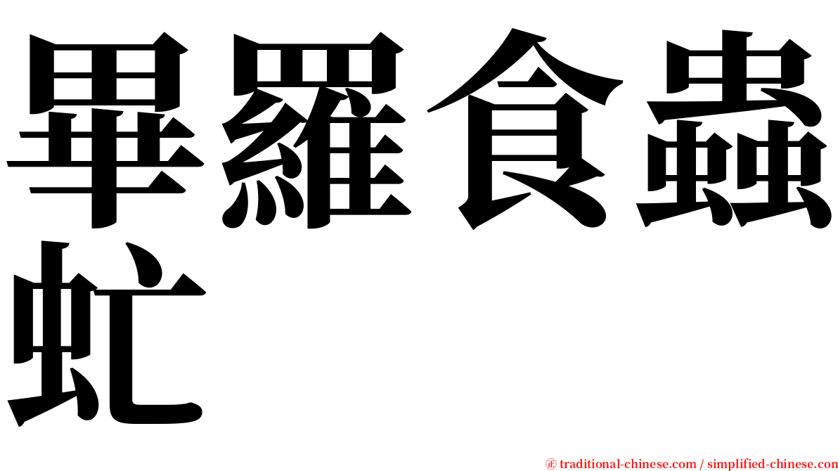 畢羅食蟲虻 serif font
