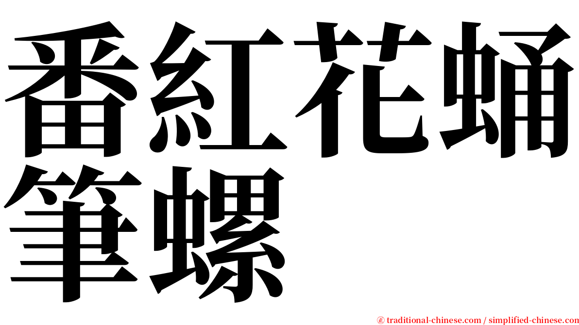 番紅花蛹筆螺 serif font