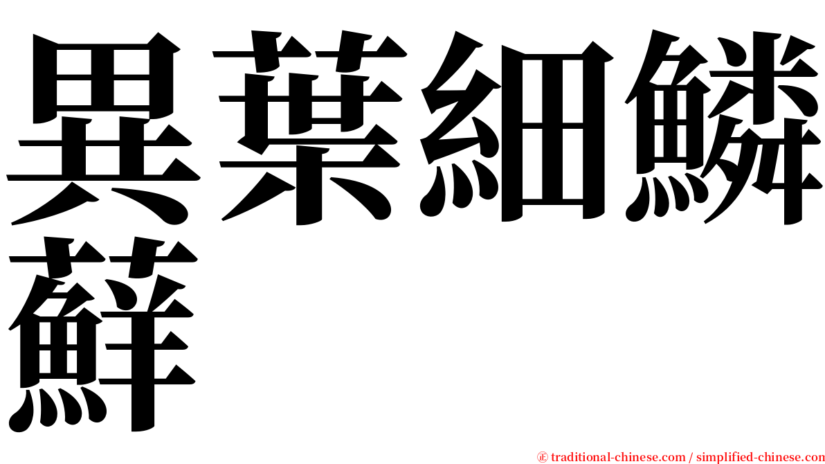 異葉細鱗蘚 serif font