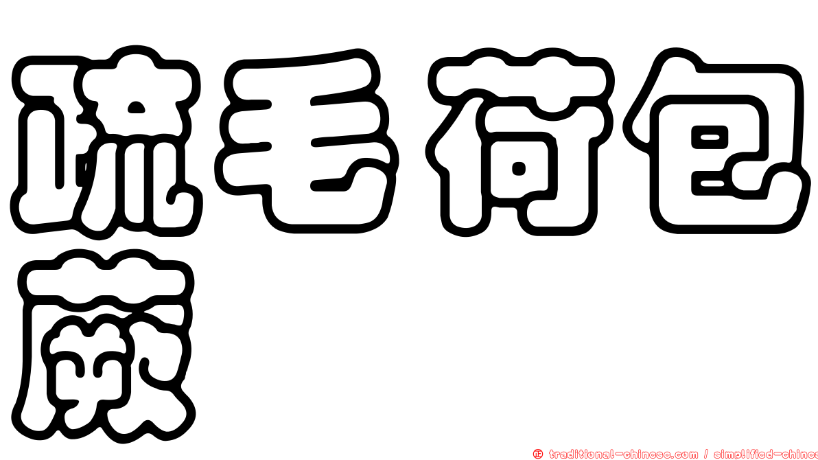 疏毛荷包蕨